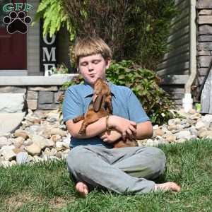 Ryan, Dachshund Puppy